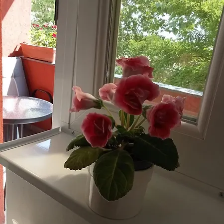 Apartment Miloia-timisoara Timisoara