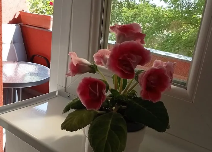 Apartament Miloia-timisoara Timişoara